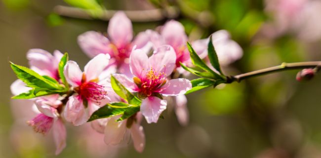 已婚女人梦见粉色桃花是什么意思 梦见粉色桃花预兆什么